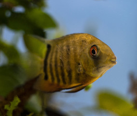 Wall Mural - Cichlid fish heros severus swimming in tropical aquarium.