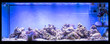 Large panoramic aquarium with tropical reef fish Azure Damselfish (Chrysiptera hemicyanea) and blue tang (Paracanthurus hepatus)