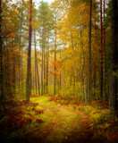 Fototapeta Las - autumn forest path