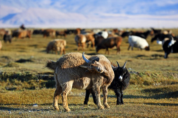 Herd of goats and sheeps in meadow for agriculture at Mongolian