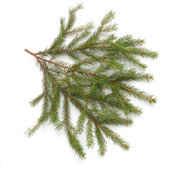 Wall Mural - Christmas tree branches  isolated on white background. 