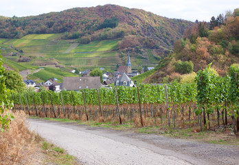 Wall Mural - Weinbau an der Ahr