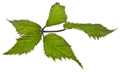 Wall Mural - green leaves of blackberries isolated on white background