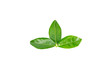 © noon@photo - fresh green lemon leaves with water drops isolated on white background.lime leaf and green herbs for cooking and spa.