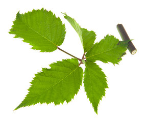 Wall Mural - green leaves of a blackberry isolated on a white background