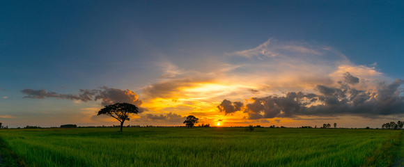 silhouette tree in asia with sunrise.tree silhouetted against a setting sun.vivid colorful orange su