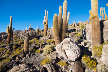 Sticker - Cactus on Incahuasi island, salt flat Salar de Uyuni, Altiplano