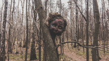 Old Damaged Burnt Head From A Baby Doll On A Tree