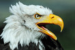 Close up of an American Bald Eagle