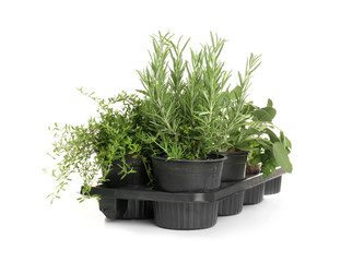 Pots with fresh aromatic herbs on white background