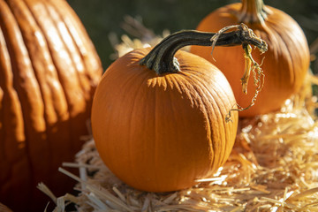 close up of a pumpkin with a cool stem in a pumpkin patch