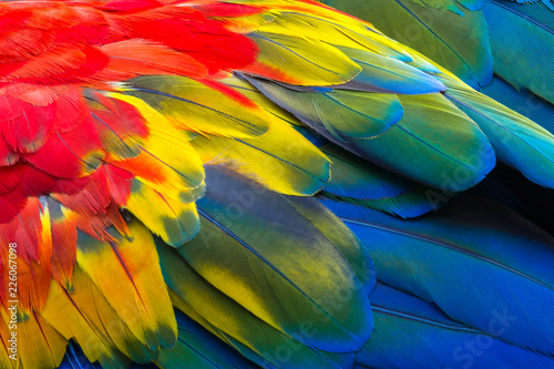 Close up of Scarlet macaw bird's feathers, exotic nature background and texture.