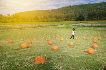 children walk on many pumpkin and grass