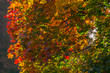 Beautiful autumn maple with red, orange, yellow and green leaves – a fragment of a tree on a blurred dark background bokeh on a Sunny day, the nature of Russia