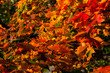 Beautiful autumn maple with red, orange, yellow and green leaves – a detailed fragment of a tree on a blurred background on a Sunny day, the nature of Russia