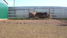 Close Up View Of Donkeys Grazing In Corral With Wooden Fence At Farm