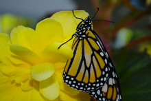Close Up Side View Of A Beautiful Orange And Black Monarch Butterfly With Folded Wings Resting On A Yellow Begonia