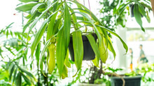 Nepenthes Sp.,tropical Exotic Carnivorous Plant Used As Indoor Decoration Garden