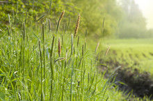 Closeup Of Timothy Grass (binomial Name: Phleum Pratense), A Member Of The Grass Family. Meadow In The Morning With A Soft Light And Blurred Buckground