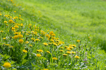 Wall Mural - Field of blooming yellow dandelion flowers (Taraxacum Officinale)  in park on spring time. A green meadow in the background. Place for subtitles. Medical herb and food ingredient