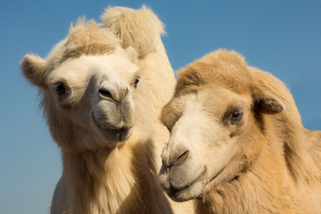 Canvas Print - two camels animal portrait