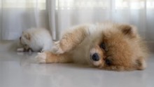 Cute Pet Pomeranian Dog Animal Sleeping Day Dream In Home