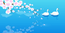 High Angle View Of Two Swans Swimming In A River