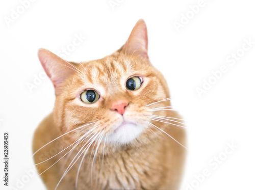 A Cross Eyed Domestic Shorthair Orange Tabby Cat Buy This Stock