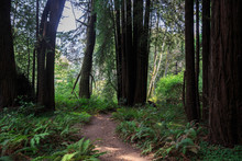 Dirt Hiking Trail Curves Through Redwood Forest In Marin County, California