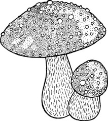 Fly agaric. Amanita. Poison mushroom ink drawing. Vector illustr