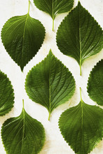 Overhead View Of Perilla Leaves On White Table