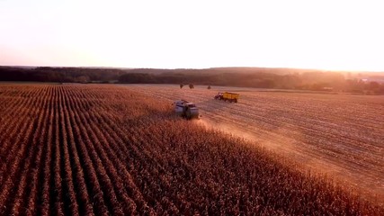 Poster - Krepa, Poland - October 5, 2018: aerial with combine cutting corn on field in golden sunset light. 