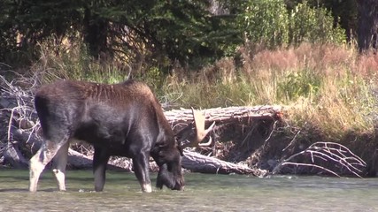 Wall Mural - Bull Moose Crossing a River in the fall  rut