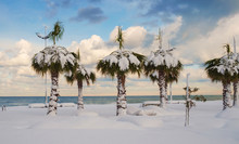 Snow Covered Palm Trees