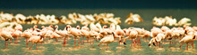 Flamingos At Lake Nakuru, Kenya