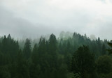 Fototapeta Na ścianę - Picturesque view of mountain forest in foggy morning