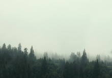 Picturesque View Of Mountain Forest Covered With Fog