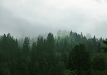 Fototapeta las niebo pejzaż