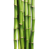 Fototapeta Dziecięca - Beautiful green bamboo stems on white background
