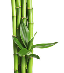  Zielony bambus wywodzi się z liśćmi na białym tle
