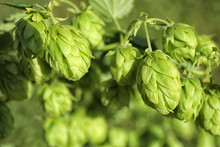 Fresh Green Hops On Bine Against Blurred Background. Beer Production