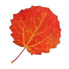 Wall Mural - autumn aspen leaf isolated on white.