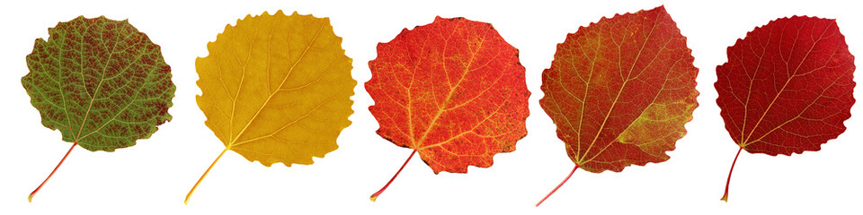 Wall Mural - autumn aspen leaves isolated on white background.