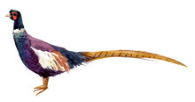 Watercolor Pheasant Illustration