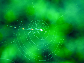 net of spider 