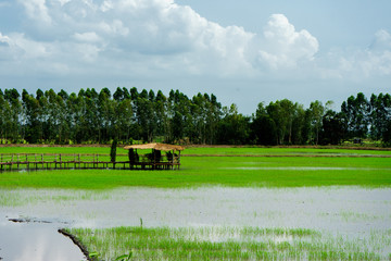 An old house in the rice paddy dykes with a background of the trees.