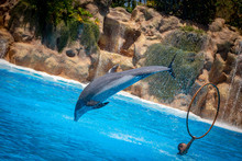 Show Of Beautiful Dolphin Jumps In Zoo Pool.