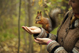 red squirrel in autumn park eating nuts with a girl's hand, blurred background