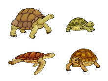 Tortoise And Turtle - Vector Illustration