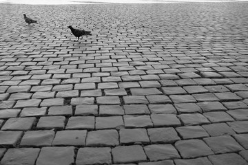 Stone pavement in the city of Rome, Italy, with two pigeons walking